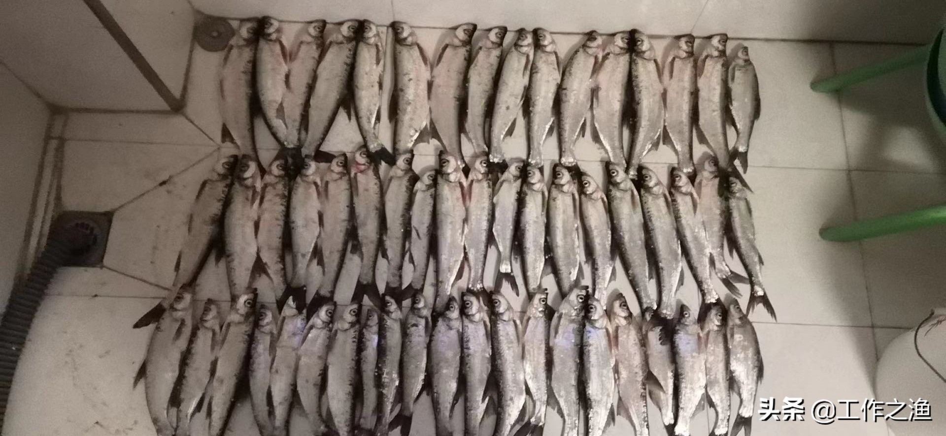 再战红水河盘翘嘴,再战芦苇荡钓法