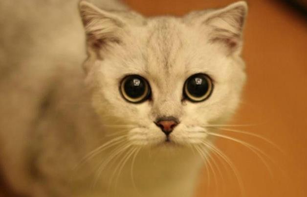 黄色和白色的猫是公猫还是母猫,三个月的猫怎么区分公猫母猫