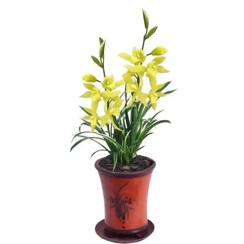 耐养的香水花,种室内香水花