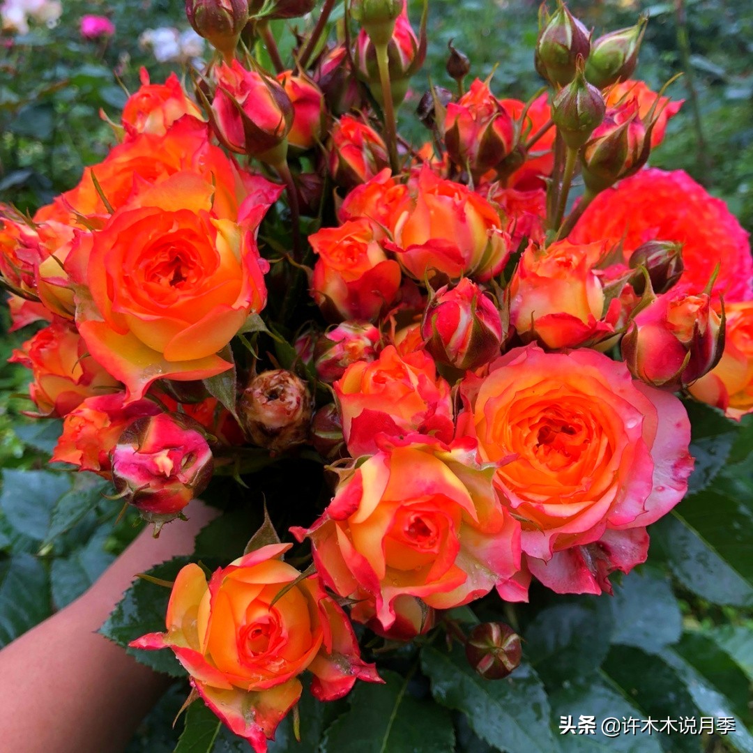 新手月季种植手册，牢记这6点，不死苗、开花多。新手收藏备用