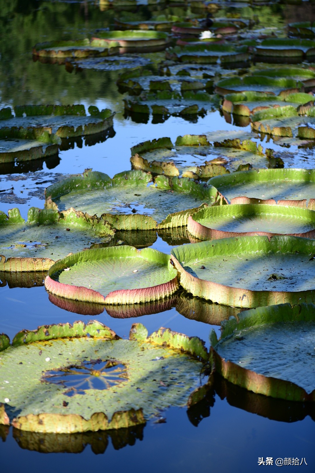 北京圆明园一日游推荐,圆明园秋色如画