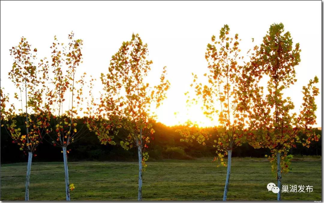 巢湖市半汤,半汤怎么做