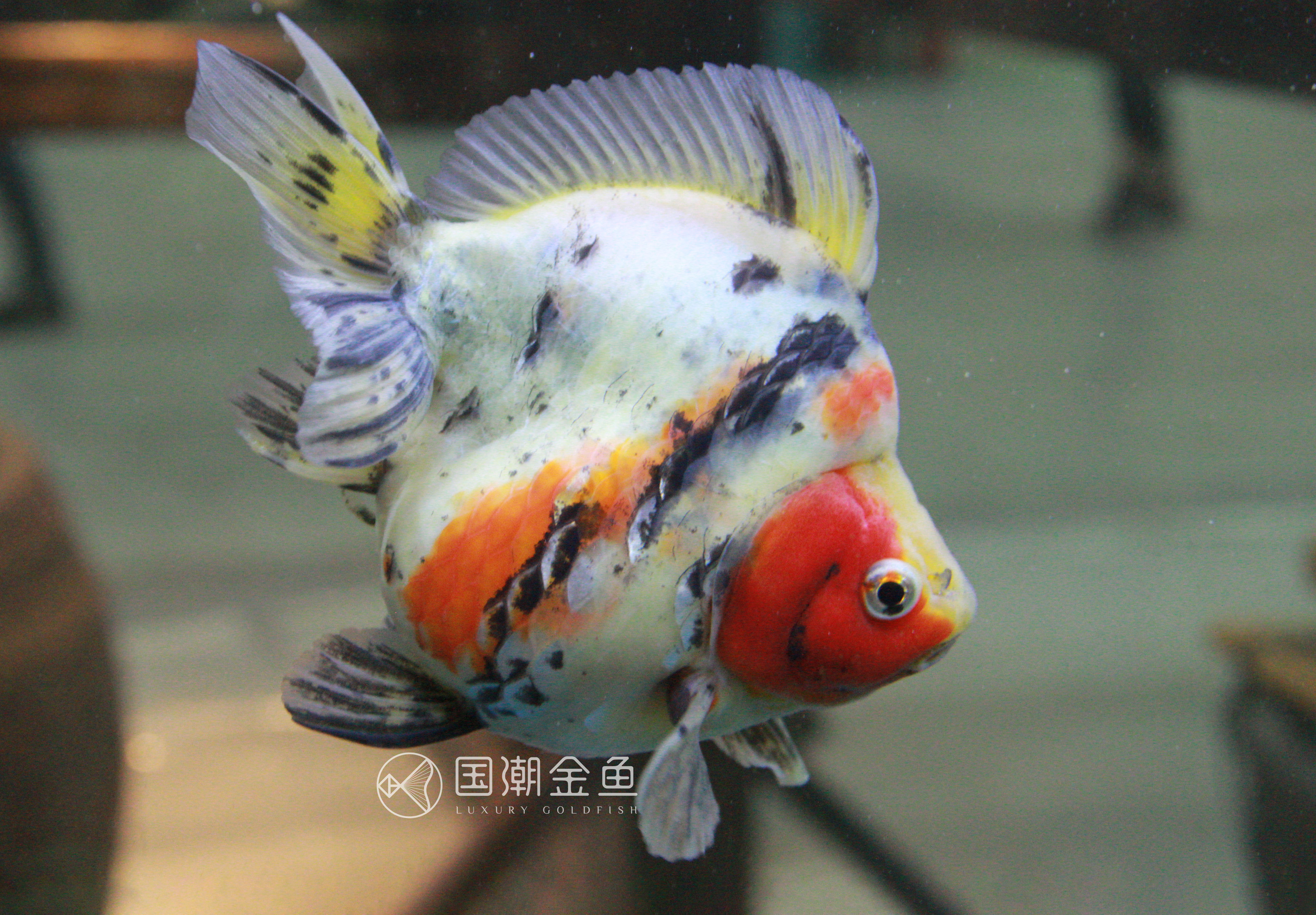 金鱼褪黑怎么回事,金鱼褪色吃什么