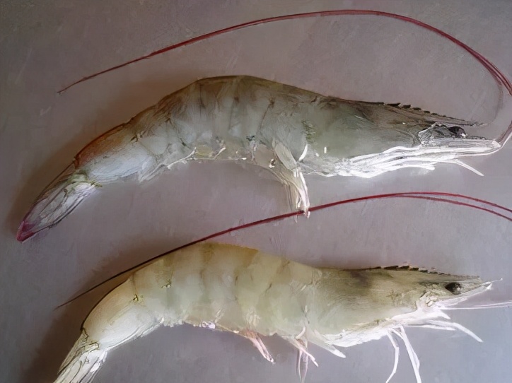 南美虾白浊怎么治疗,对虾出现肌肉白浊是什么原因