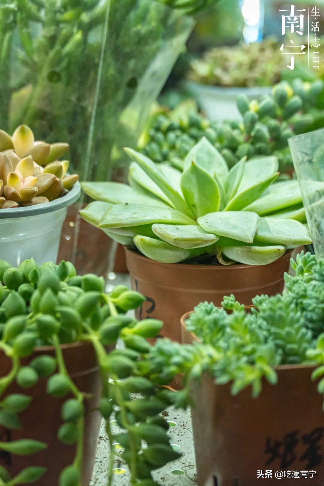 南宁七星路花市,南宁一条花街