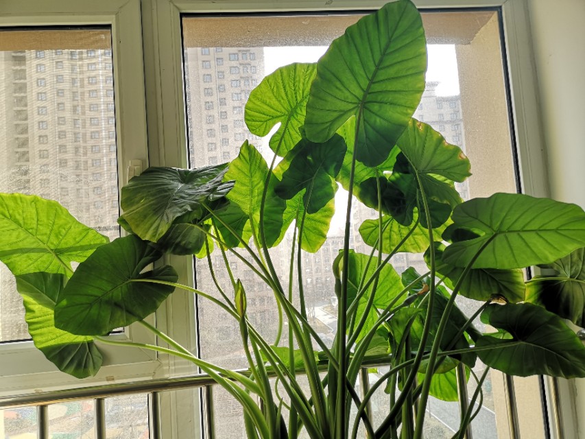 室内不宜养的十种毒花 (十种最毒的花不能在家里养的)
