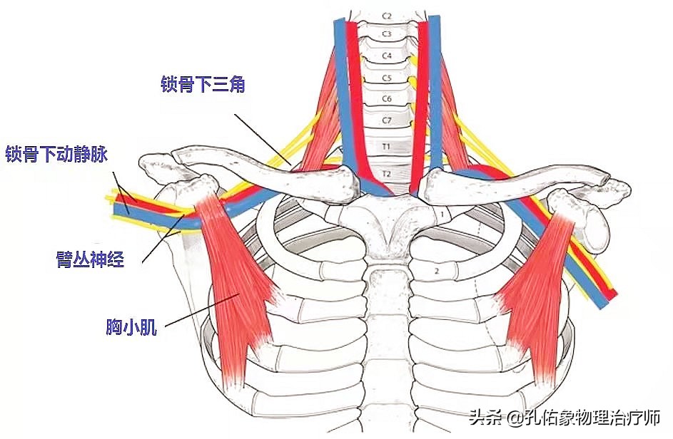 左手麻肩胛骨疼痛是怎么回事,手麻肩胛骨痛