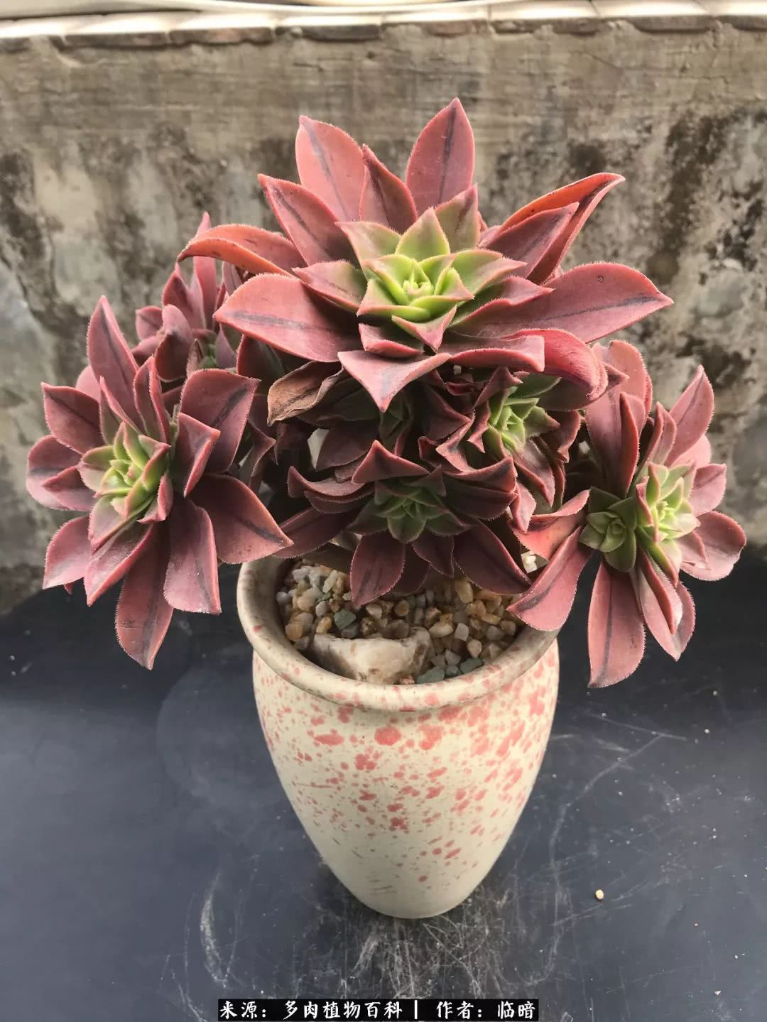 多肉带给我的感情,多肉给人们带什么作用