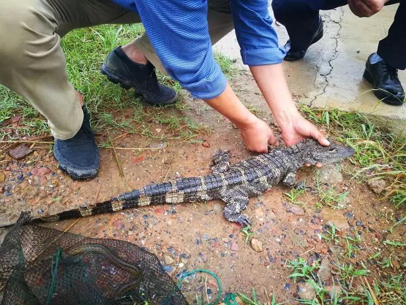 还没看《神奇动物在哪里》？没关系，你错过的神奇动物都在这里