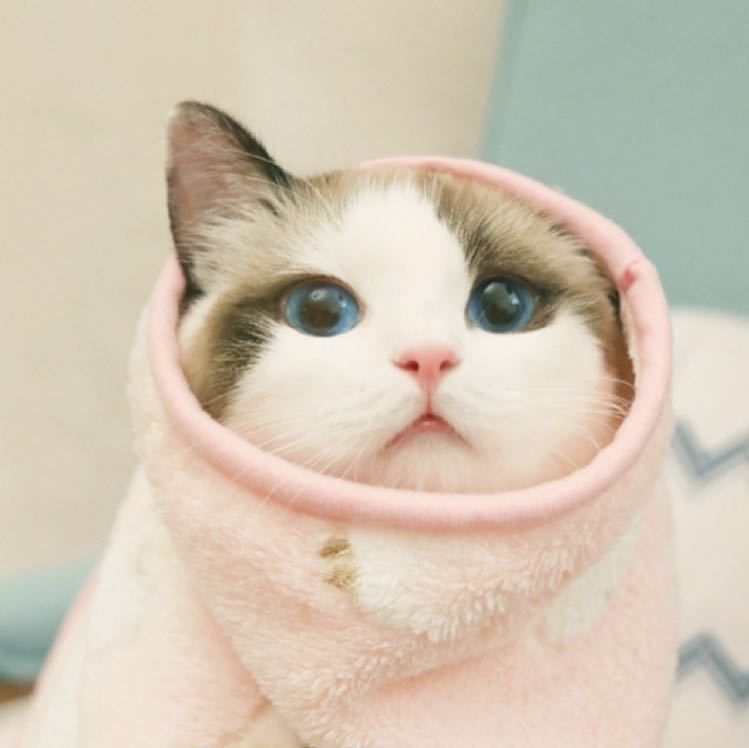 小猫因为喝羊奶粉拉稀怎么解决,小猫拉稀怎么解决