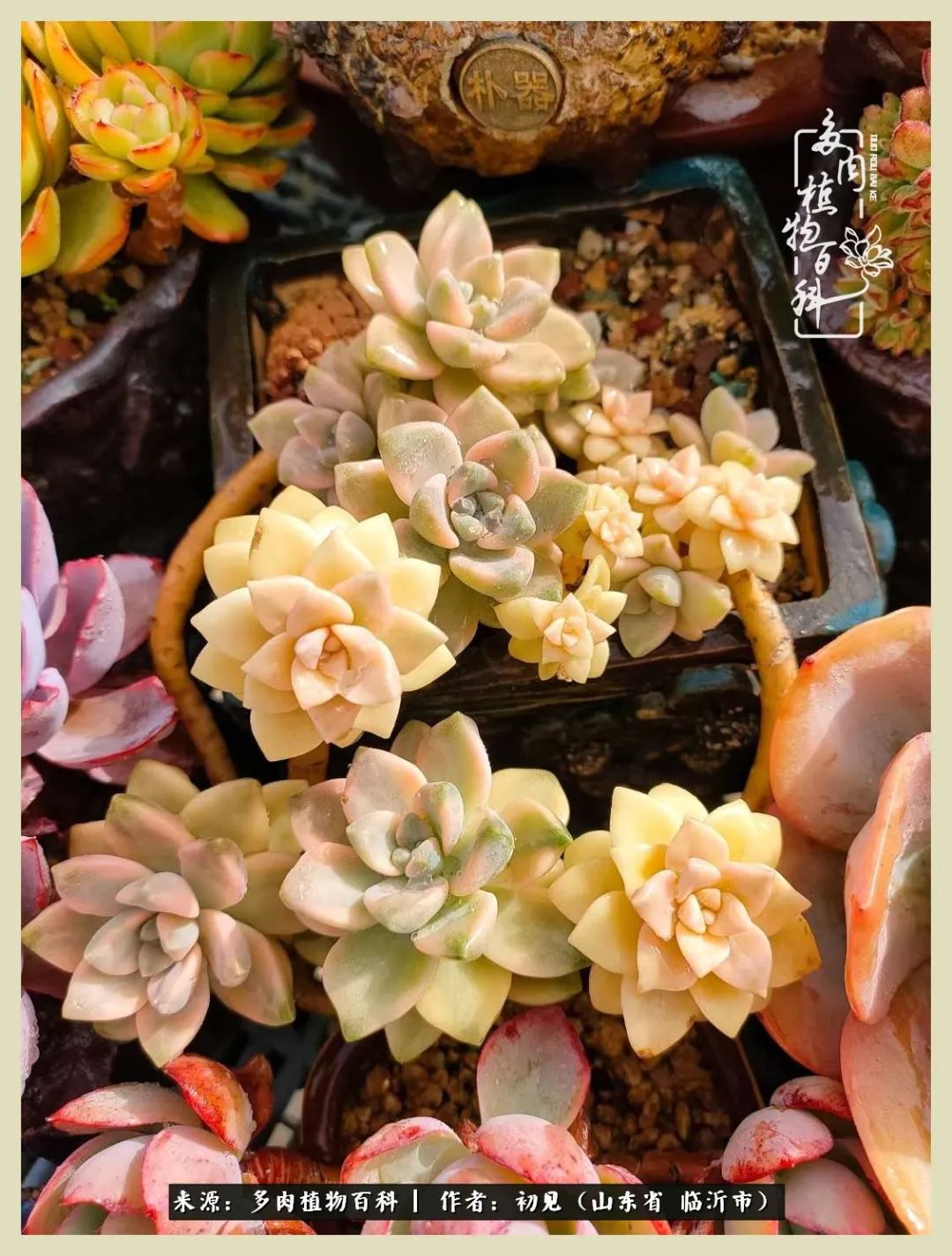 和多肉植物相伴,和多肉相处的心情