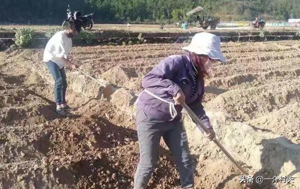 针对野猪祸害庄稼的解决办法,野猪泛滥为什么不能打