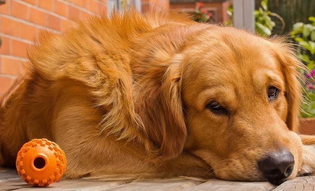 金毛如何分辨是纯种还是混种,怎样辨别纯种金毛和普通金毛