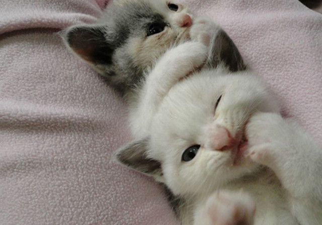 猫咪皮肤病怎么治除根,猫咪脱毛的原因及治疗方法