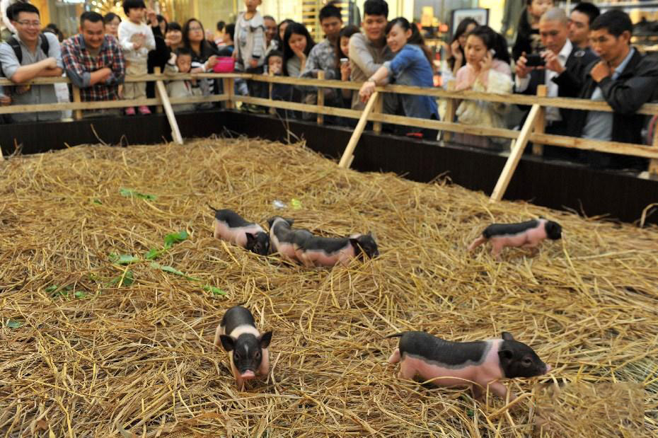 河北唐山大姐,农民养猪带领村民致富