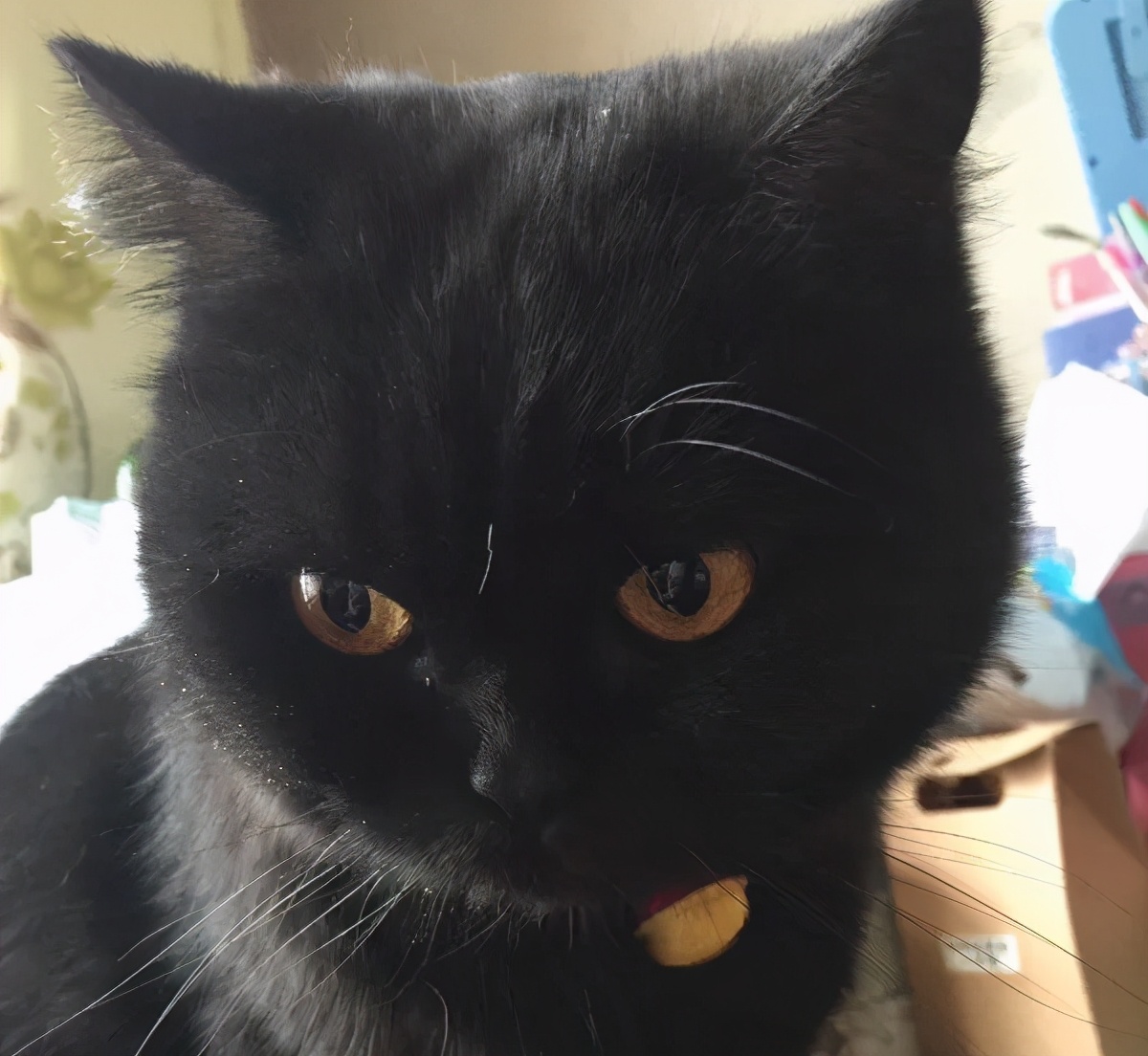 秒懂内涵填空,英短的颜色有多少种