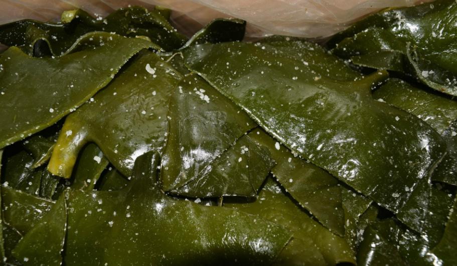 海带绿色买回来为什么变褐色,海带绿色的好还是黄色的好