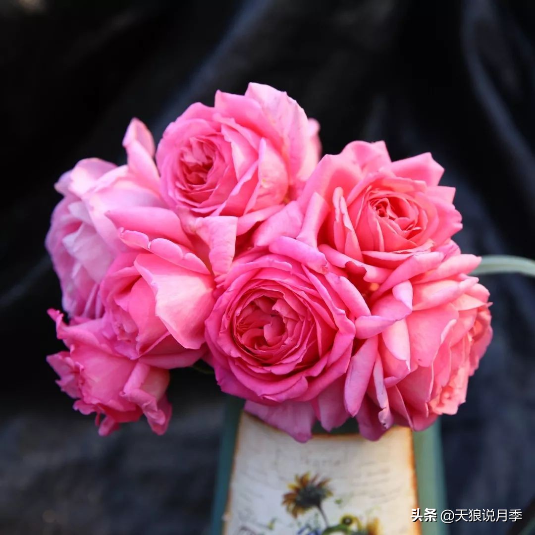 四月最浪漫的蔷薇花,最浪漫的四月花