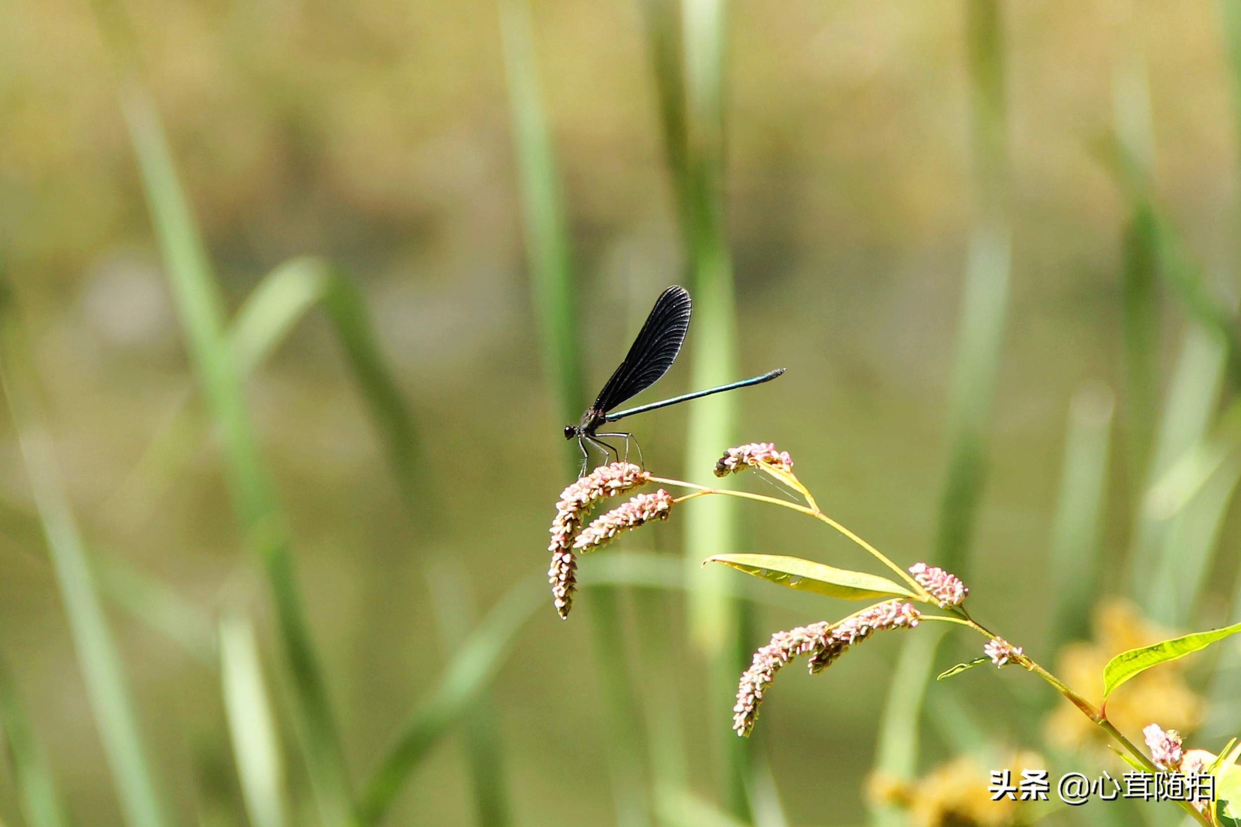 自驾白河湾,白河湾自然风景区自驾