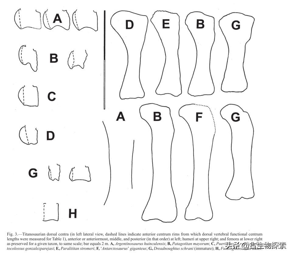 巴塔哥泰坦龙完整化石,巴塔哥泰坦龙进化史