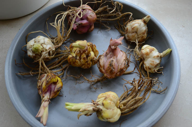 水中百合花开完了怎么样再开花,百合花开完后如何处理枝干