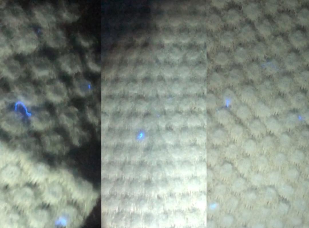 螨虫清除测评,螨虫测评