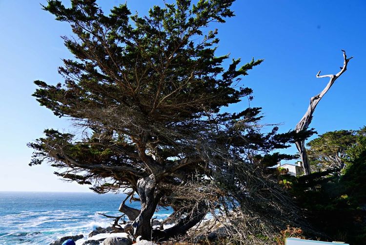 美国德州西部自由行,美国西海岸可以自由航行么