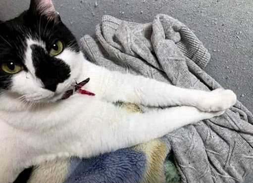 猫咪动作古怪,猫咪动作为什么那么快