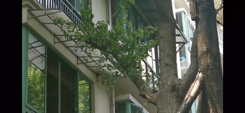 小区榕树长太大了,小区种榕树的危害