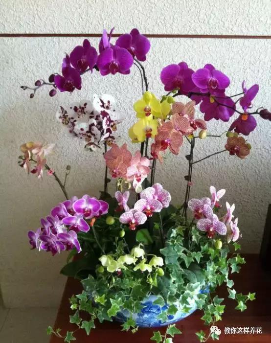 养蝴蝶兰花用营养土可以吗,养蝴蝶兰用苔藓还需要土吗