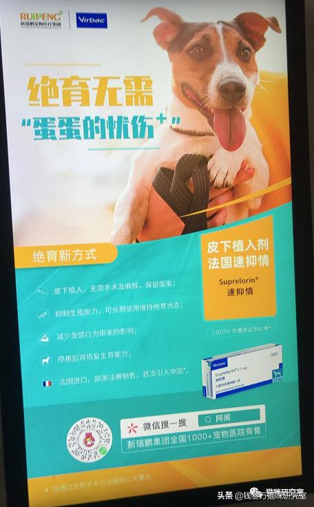 猫咪绝育生化检查坑人套路,猫绝育手术后的关注事项