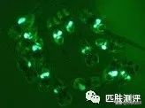 测评雅诗兰黛小棕瓶,雅诗兰黛小棕瓶第5代眼霜测评