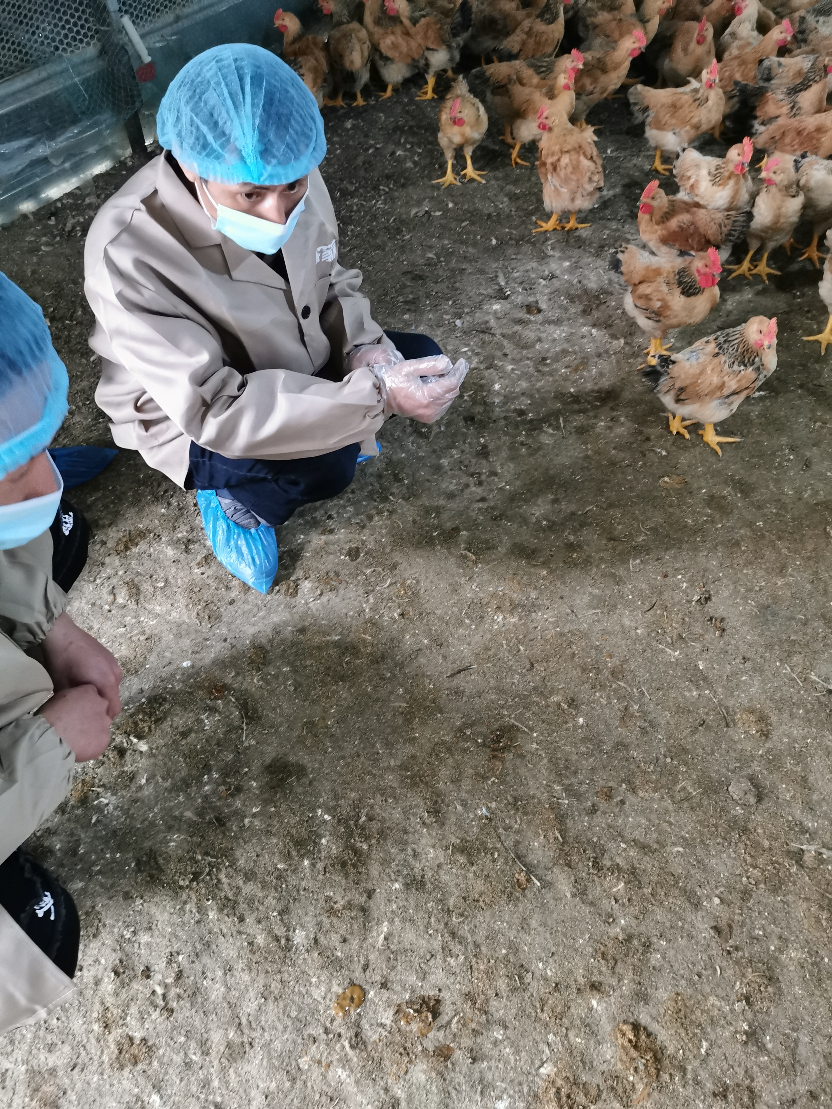 鸡冠癣的防治措施,鸡冠癣最好治疗方法