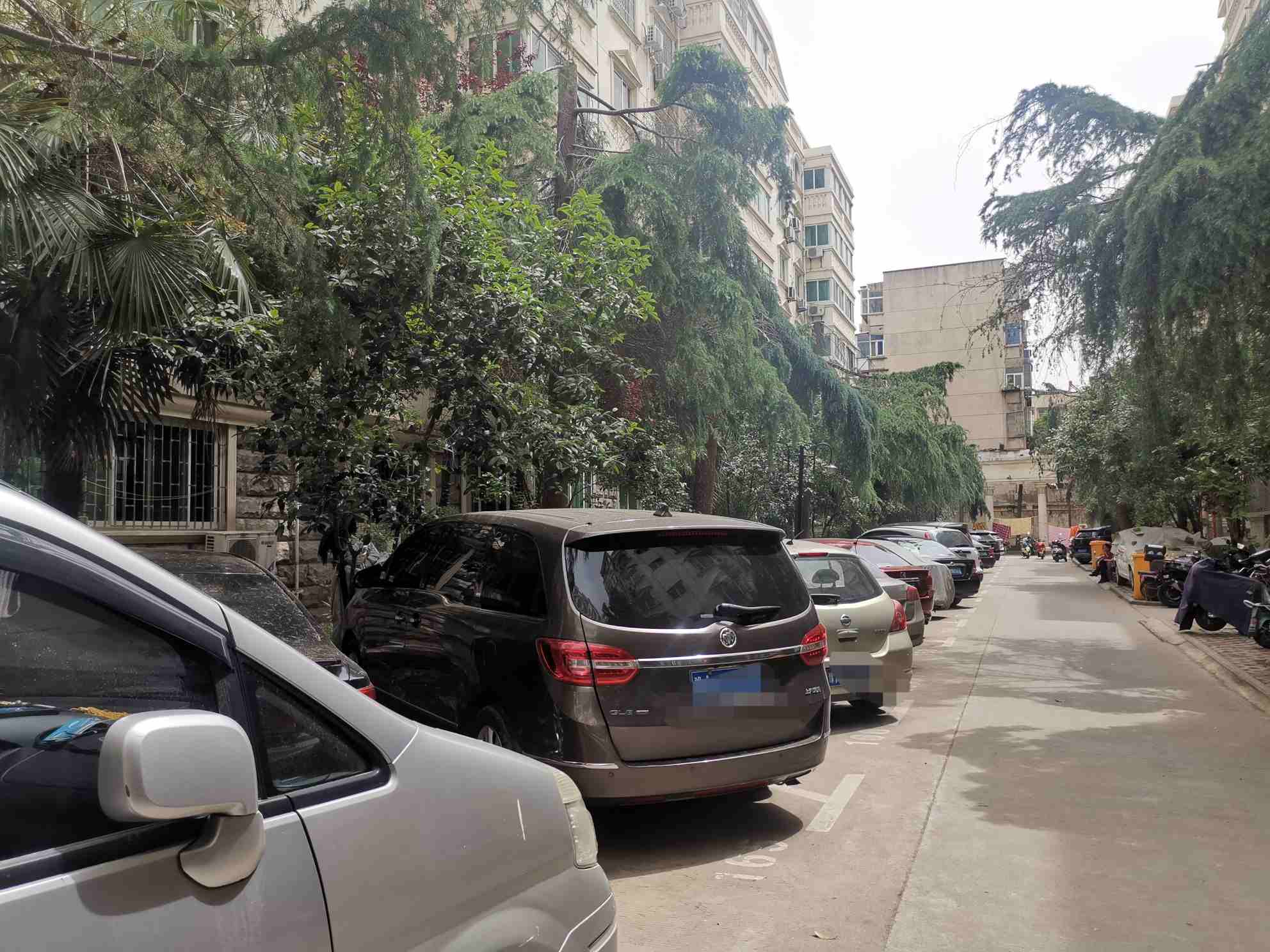 小区树滴油到车上,小区里的风景树滴油是怎么回事