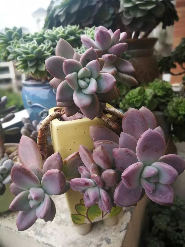 一杯清茶一道暖阳,一杯清茶温暖的时光