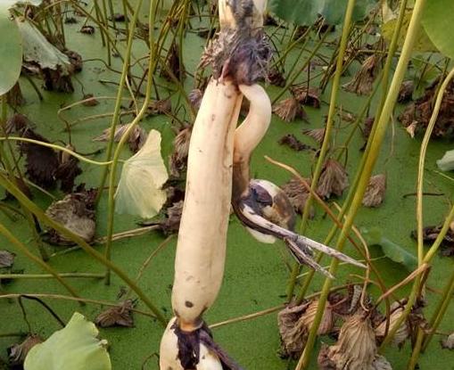 莲藕池里怎样养殖泥鳅鱼,田间泥鳅鱼养殖要具备哪些条件