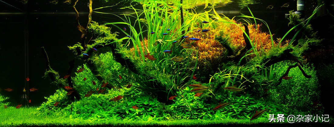 草缸基肥用法和用量,草缸基肥施用的正确方法