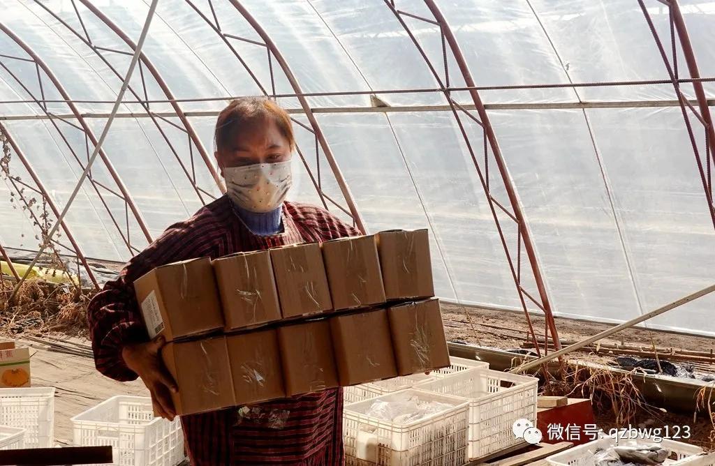 曲周县西木多肉科技,河北曲周多肉植物批发