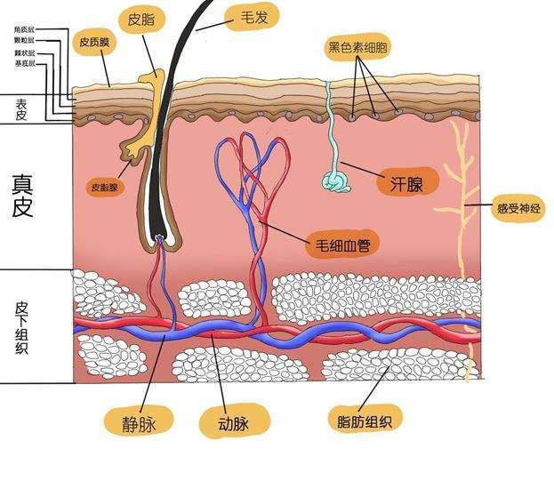洗澡搓出泥的正确方法,洗澡搓出来泥有好处吗