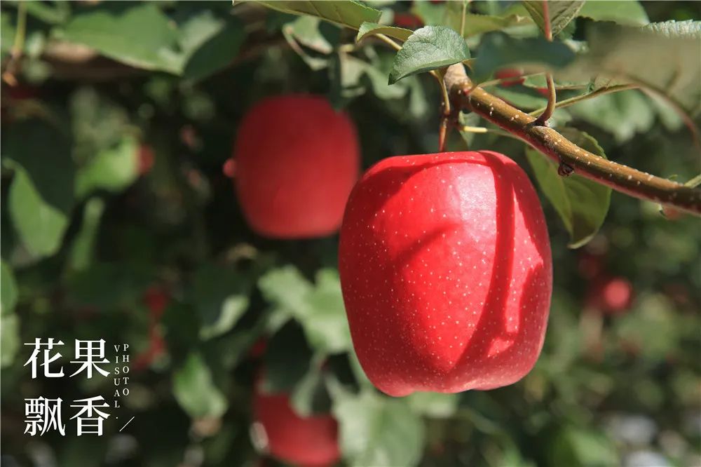 2020种什么水果最赚钱,2021种植什么水果最赚钱