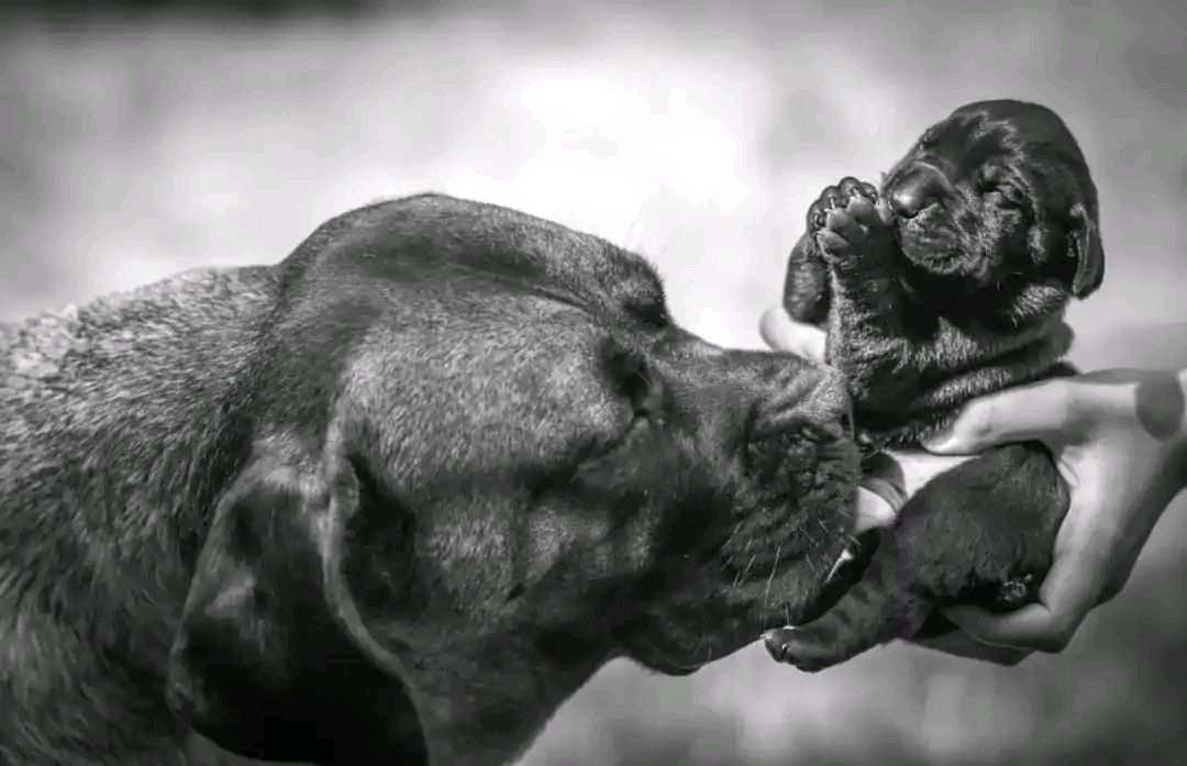 什么原因母狗会吃掉自己的孩子,母狗会不会吃自己的孩子