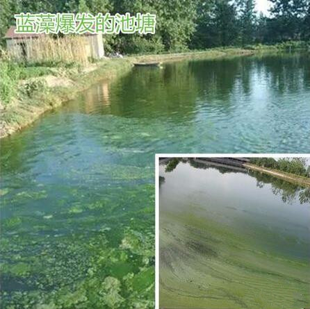 虾塘处理蓝藻视频,虾塘杀蓝藻的步骤