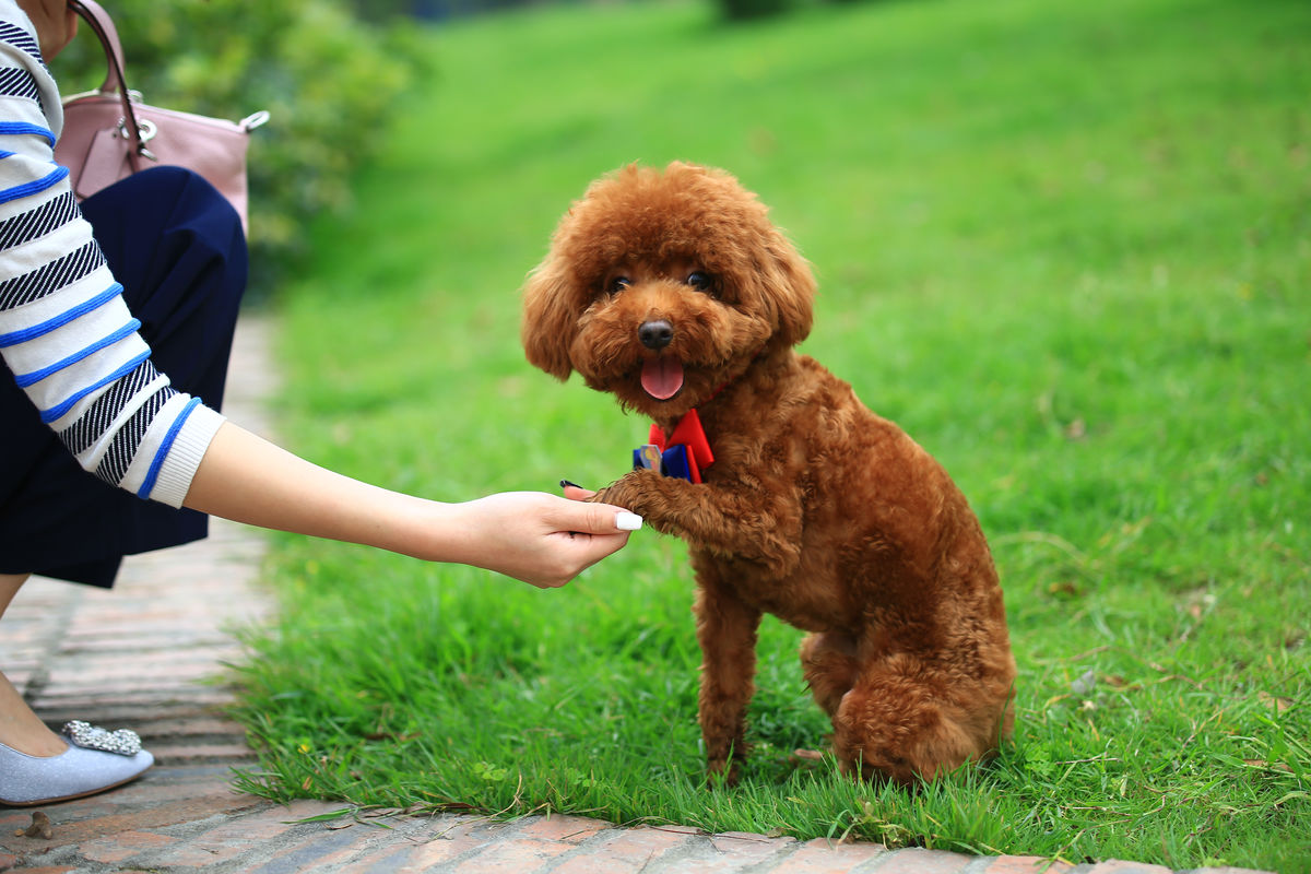 泰迪犬基本训练方法,泰迪犬训练教程