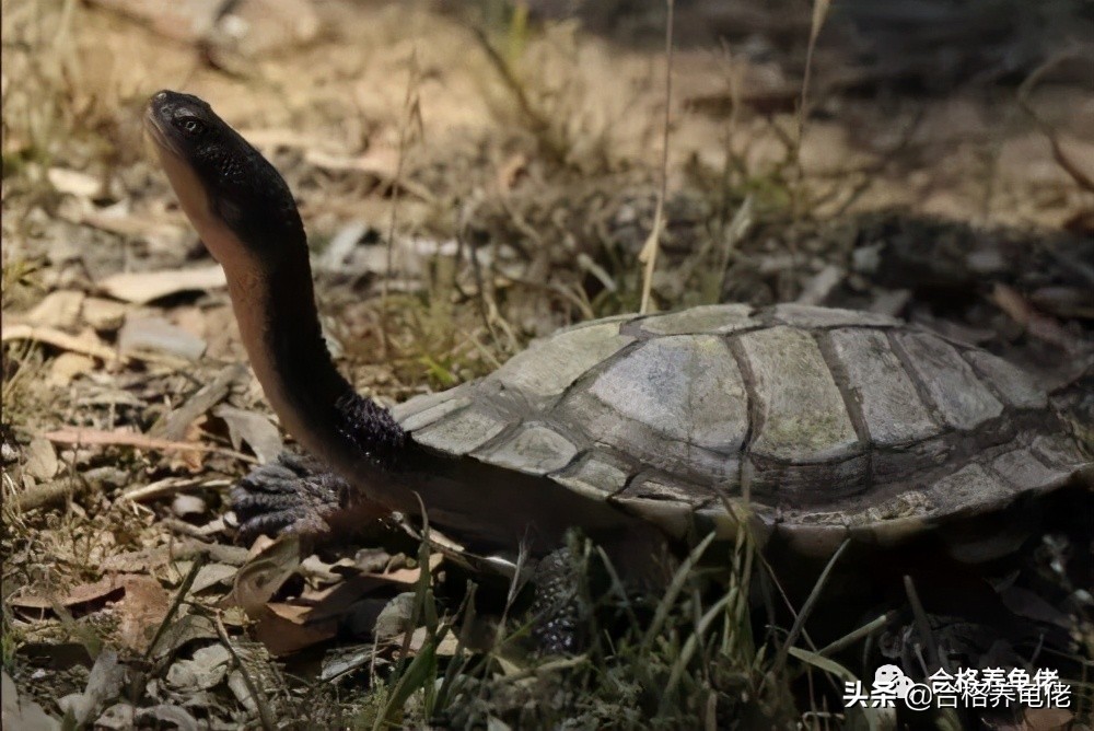 哪种龟看着凶不咬人,新手适合哪种互动性好的龟