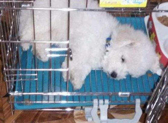 比熊犬总有泪痕怎么办,比熊犬最近眼屎多是怎么回事