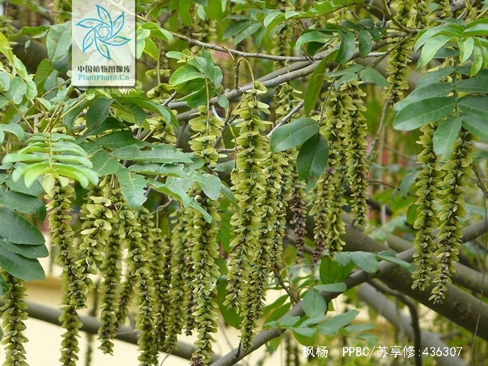 中药材苎麻叶,麻柳树叶对鱼有害吗