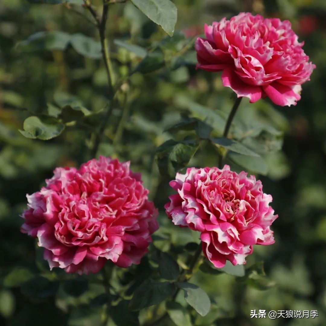 不容易，天狼自育终于打折了！空蒙只要50不到！