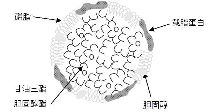 鸭蛋为何蒸不熟蛋黄呢,鸭蛋为什么不冒油