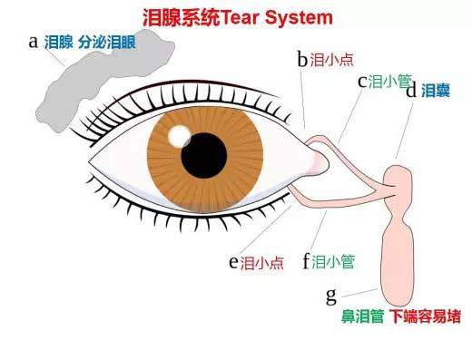 新生儿有很多眼睛分泌物？医生：家长要警惕这1种眼病