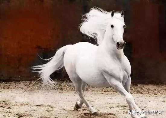 马的致死疾病,马终身得一次病